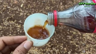 Jangan Kaget! Cuma Campuran Sederhana Ini Bisa Bikin Tanaman Cepat Berbunga & Berbuah Lebat!
