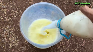 Resep Ajaib! Cuma Modal Telur & Air Cucian Beras, Tanaman Mandul Bisa Berbunga & Berbuah Lebat!