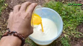 Rahasia Petani! Cuma Modal Air Kelapa & Bahan Dapur, Tanaman Langsung Super Subur & Berbuah Lebat!