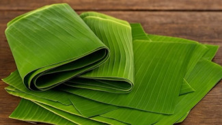 Ternyata Daun Pisang Bisa Sembuhkan Demam dan Luka! Manfaatnya Bikin Kaget