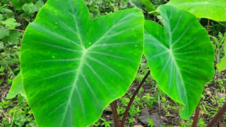 Manfaat Daun Talas Ternyata Super Ampuh Atasi Masalah Ini!
