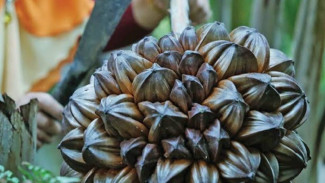 Tak Disangka, Buah Nipah Punya 5 Manfaat Kesehatan, Obati Gondok hingga Penyakit Hati