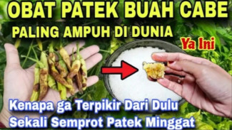 Wajib Coba! Cara Membasmi Patek ata Antraknosa Cuma Modal Bahan Dapur, Petani Auto Panen Lebat!