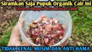 Auto Subur! Rahasia Bawang Merah dan Air Kelapa yang Bikin Tanaman Cepat Tumbuh & Anti Hama!