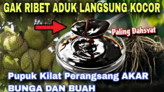 Pupuk Akar Paling Dahsyat! Modal Murah, Tanaman Cepat Subur dalam 7 Hari!