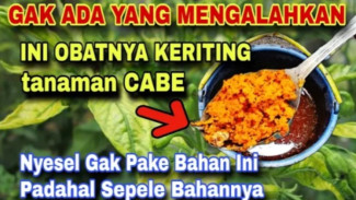 Obat Keriting Kuning Paling Ampuh! Cabe Langsung Pulih, Daun Subur Lagi Dalam 1 Kali Pakai!