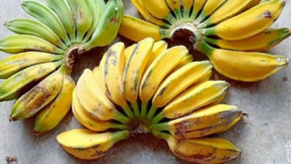 Buah Murah Meriah Ini Ternyata Bisa Turunkan Gula Darah! Dokter Ungkap Manfaat Dahsyat Pisang Kepok!