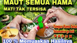 Cuma Modal 10 Ribu! Hama Tanaman Langsung Rontok Pakai 3 Bahan Dapur Ini