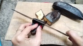 Pisang Busuk Jangan Dibuanh! Ternyata Bisa Jadi Pupuk Perangsang Bunga & Buah yang Super Dahsyat