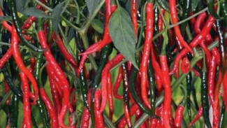 Modal Nekat! Trik Petani Pemula Panen Cabai Merah Glowing dengan Resep Rahasia Ini