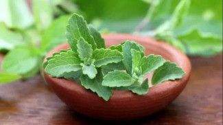 Mengganti Gula Biasa dengan Stevia? Penderita Diabetes Wajib Tahu Batas Amannya!
