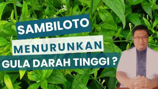 Gula Darah Auto Stabil? Bongkar Fakta Ilmiah Sambiloto, Herba Legendaris yang Jadi Penyelamat Penderita Diabetes