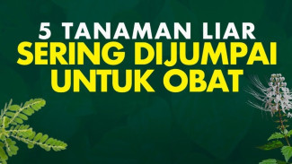 5 Tanaman Liar di Pekarangan Rumah Ternyata Berkhasiat Obati Berbagai Penyakit
