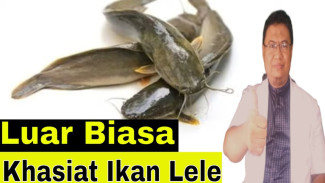 Bukan Ikan Biasa! Lele Ternyata Sumber Vitamin B12 Anti-Stroke, Konsumsi Sekarang Bikin Awet Muda