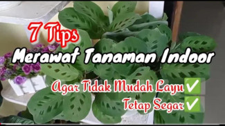 Auto Segar! Trik Simpel Merawat Tanaman Indoor Biar Gak Cepat Layu