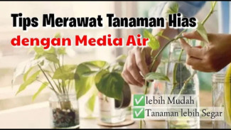 Tanpa Tanah! Trik Praktis Menanam Media Air Akan Rimbun dan Bersih