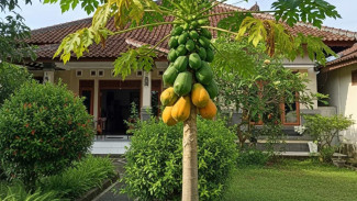 6 Jenis Pepaya Super Manis dan Unik yang Bisa Tumbuh di Halaman Rumah Tanpa Ribet
