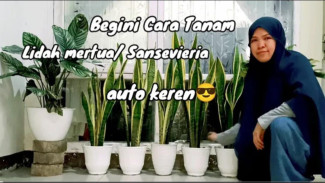 Pembersih Polusi! Trik Tanam Lidah Mertua Akan Cantik dan Segar di Teras