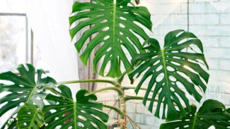 7 Tanaman Hias Super Cantik Ini Bikin Mata Segar dan Taman Rumah Jadi Magis Banget