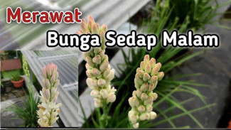Rahasia Rawat Bunga Sedap Malam Agar Keindahan Taman Akan Semakin Mempesona