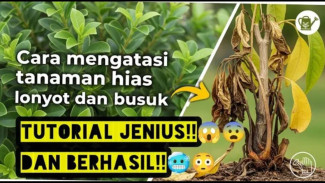 Operasi Senyap Atasi Busuk Batang: Nyawa Kedua Buat Tanaman Kesayangan!