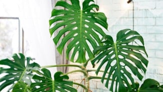 4 Tanaman Hias Paling Dicari 2026, Dari Monstera Hingga Calathea yang Bikin Hunian Mewah dan Instagramable