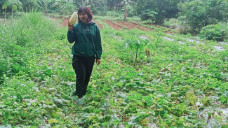 Permintaan Tinggi Jelang Bulan Puasa, Petani Timun Suri Subang Siap Reguk Untung
