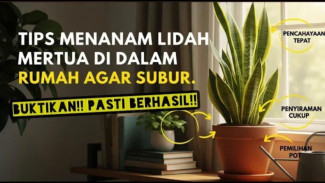 Lidah Mertua Auto Glowing: Trik Gila Biar Tanaman Anti Kiamat dan Tetap Sehat!
