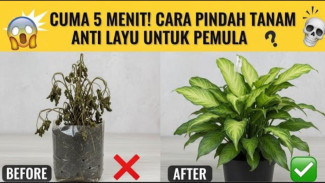 Ajaib Bin Ghoib! Rahasia Pindah Pot Anti Layu Dijamin Tanaman Langsung Segar Bugar