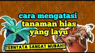 Gawat Darurat! Rahasia Mengobati Tanaman Layu Sekarat Biar Hidup Lagi dalam Sekejap