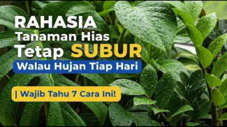 Sumpah Ampuh! Rahasia Jitu Rawat Tanaman Hias Musim Hujan Biar Gak Busuk dan Mati