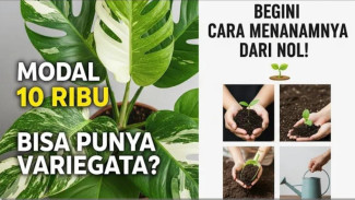 Sultan Harga Merakyat! Rahasia Singonium Varigata Subur Mewah Gak Pake Mahal