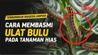 Ulat Auto Minggat! Rahasia Ampuh Basmi Hama Daun Tanaman Celosia Sampai Tuntas