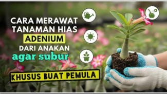 Bikin Pangling! Rahasia Jitu Rawat Adenium Biar Cabang Rimbun dan Batang Cepat Jumbo
