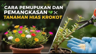 Banjir Bunga! Rahasia Jitu Rawat Krokot Agar Rimbun dan Mekar Lebat Menutupi Pot