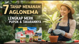 Aglonema Auto Rimbun! Rahasia Tanam Aglonema Subur Anti Lonyot yang Bikin Tetangga Iri