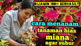 Warna Ngejreng Pol! Rahasia Jitu Tanam Miana Daun Lebar Biar Kinclong dan Anti Kusam
