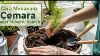 Cemara Anti Gagal! Rahasia Trik Jitu Rawat Cemara Embun Biar Rimbun dan Bebas Jamur