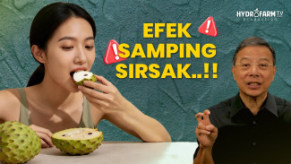 Buah Sirsak Ternyata Punya Sisi Gelap Efek Saraf Ginjal dan Tekanan Darah Jarang Disadari