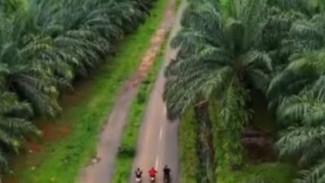 Subang Punya 110 Hektare Kebun Sawit, Gubernur Jabar Dedi Mulyadi Larang Total Penanaman Baru