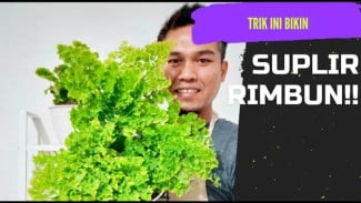 Bikin Pangling! Rahasia Trik Jitu Rawat Suplir Biar Rimbun Segar Anti Daun Kering