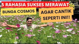 Bunga Estetik Bisa Dimakan! Rahasia Trik Jitu Rawat Bunga Cosmos Biar Rajin Berbunga Sepanjang Tahun