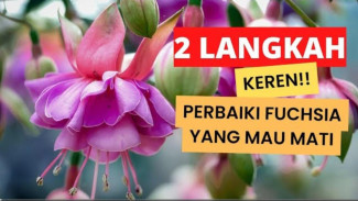 Bunga Lampion Anti Gagal! Rahasia Trik Jitu Rawat Fuchsia Biar Rimbun dan Jumbo