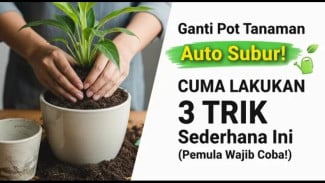 Rahasia Anti Layu: Trik Jitu Ganti Pot Tanaman Tanpa Bikin Akar Stress!