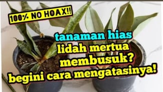 Sihir Penyelamat: Cara Ampuh Ubah Lidah Mertua Busuk Jadi Segar Mempesona!