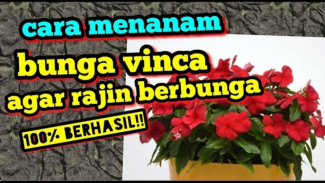 Bikin Tetangga Iri! Rahasia Bunga Vinca Rimbun & Berbunga Nonstop Sepanjang Tahun