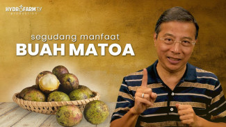 Buah Matoa Papua Ternyata Punya 10 Khasiat Mengejutkan, Rasanya Enak Manfaatnya Bikin Melongo