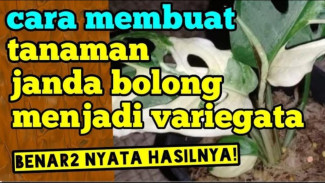 Sulap Daun Hijau Jadi Mewah! Trik Rahasia Bikin Janda Bolong Variegata Permanen