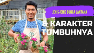 Rahasia Kebun Tetap Glowing Tanpa Kere, Lantana Si Murah Tahan Banting Emang Gak Ada Obat!
