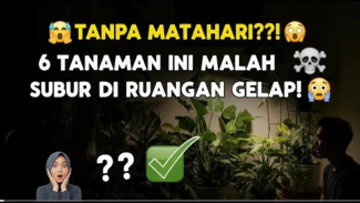 Gak Perlu Matahari! 6 Tanaman Hias Anti Ribet Buat Dekorasi Sudut Ruangan Gelap